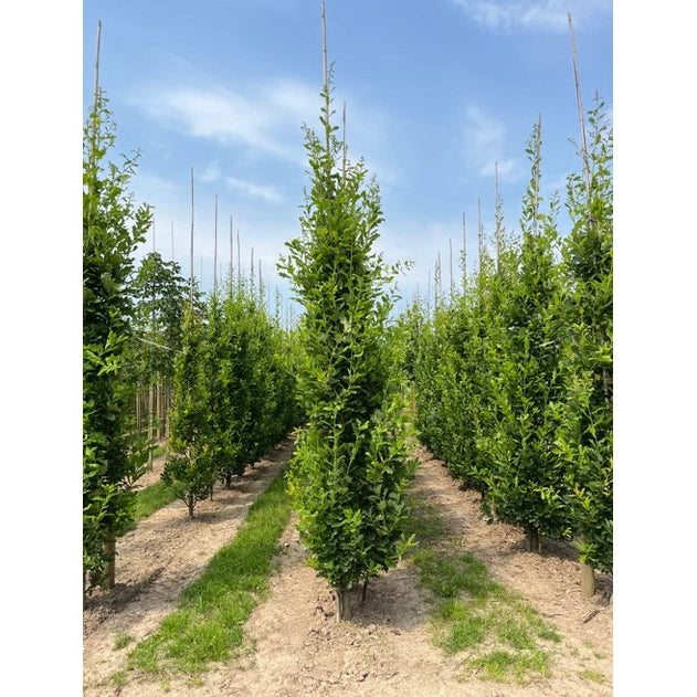 Pelarek - Quercus robur 'Fastigiata' - Stammens omkrets 14-16 cm, höjd 3,5-4 meter, GEV